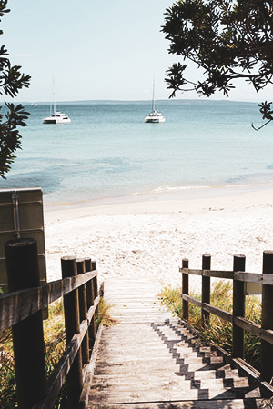 Boardwalk View of Cabbage Tree